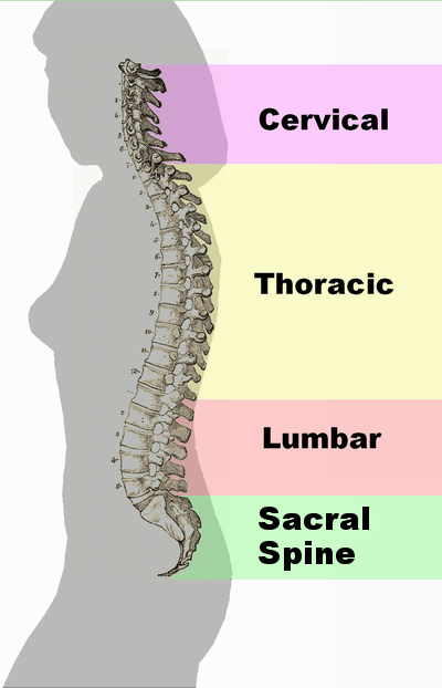The 5 Spine Shapes in Pilates - Pilates Bound